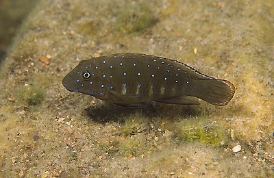 Eretmodus cyanostictus 'Nzwema'
